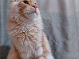 Котята породы Мейн-Кун. Полный пакет документов. Отличная родословная. - фото 7