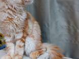 Котята породы Мейн-Кун. Полный пакет документов. Отличная родословная. - фото 11