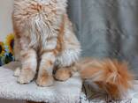 Котята породы Мейн-Кун. Полный пакет документов. Отличная родословная. - фото 13