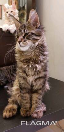 Котятя породы Мейн-Кун. Полный пакет документов. Отличная родословная.