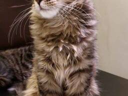 Котятя породы Мейн-Кун. Полный пакет документов. Отличная родословная.