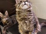 Котятя породы Мейн-Кун. Полный пакет документов. Отличная родословная. - фото 2