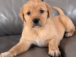 Kuldne retriiver/labradori