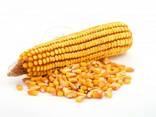 Куплю кукурузу нового урожая - фото 1