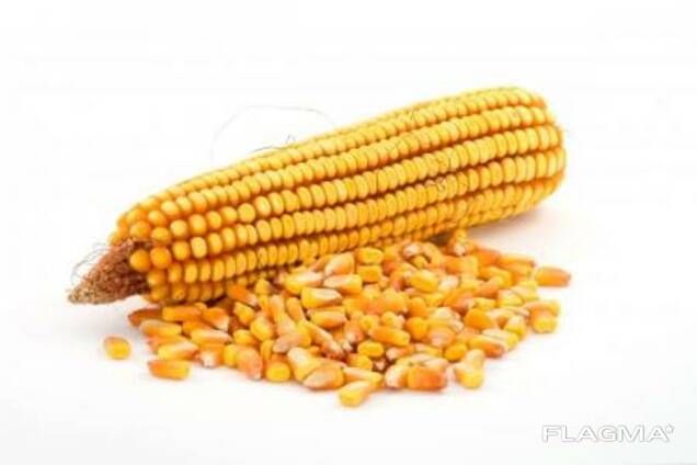 Куплю кукурузу нового урожая