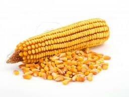 Кукурудза, кукурузный жмых, кукурузные отруби