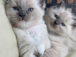 Kvaliteetsed ragdoll-kassipojad uude koju Armsad paarinädalased ragdoll-kassipojad otsivad