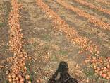 We sell onion - фото 2