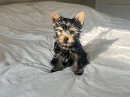 Meie pisikesed Yorkshire'i terjeri kutsikad, keda hellitavalt kutsutakse Yorkshire'i terje