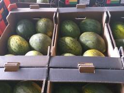 Melon for Export/ Дыня на Экспорт