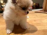 Müüa armas pomeranian kutsikas! Meil on hetkel saadaval 3 kallist kutsikat, kes kõik peaks - photo 1