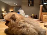 Müüa armas pomeranian kutsikas! Meil on hetkel saadaval 3 kallist kutsikat, kes kõik peaks - фото 8