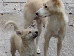 Müüa kaanani koerad.