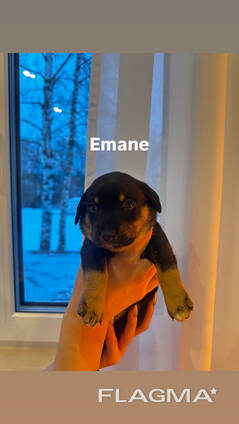 Müüa Soome lapikoera-taksi segaverelised kutsikad.