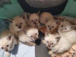Need 7 kaunist siiami kiisut sündisid 19. oktoobril ja on valmis uude koju andma 15. detse