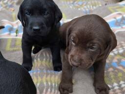 Armsad labradori retriiveri kutsikad – 10 nädalat vanad
