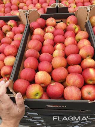 Offers apples from Poland / Продам яблоки из Польши