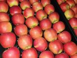 Offers apples from Poland / Продам яблоки из Польши - фото 5