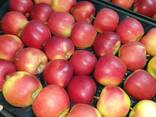 Offers apples from Poland / Продам яблоки из Польши - фото 6