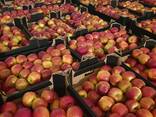 Offers apples from Poland / Продам яблоки из Польши - фото 11