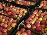Offers apples from Poland / Продам яблоки из Польши - фото 12