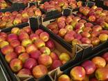 Offers apples from Poland / Продам яблоки из Польши - фото 13
