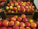 Offers apples from Poland / Продам яблоки из Польши - фото 14