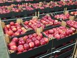 Offers apples from Poland / Продам яблоки из Польши - фото 16