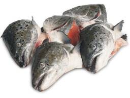Order Frozen Atlantic Salmon Head For Sale / Frozen Whole Salmon Fish / Frozen Fillets