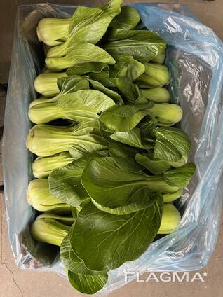 Pak Choi from Poland
