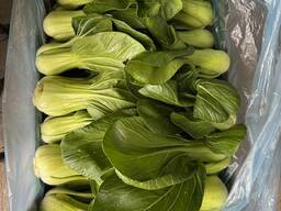 Pak Choi from Poland