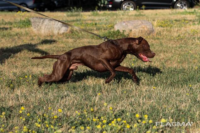 Pitbulli kutsikad
