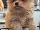 Pomeranian kutsikad – 11 nädalat vanad - фото 2
