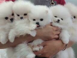 Pomeranski Mini Spitz Mini Spitz mis tahes värvi tõupuhas Պոմերանյան շպից