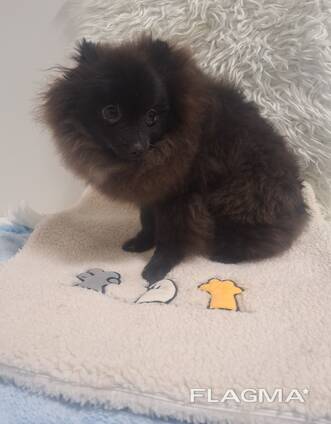 Померанский шпиц