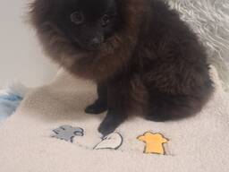 Померанский шпиц