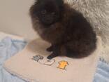 Померанский шпиц - photo 3