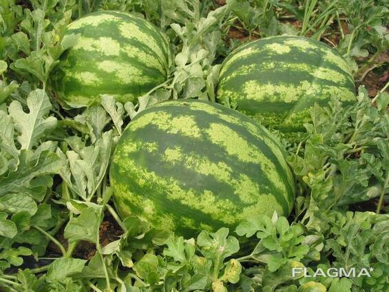WATERMELON