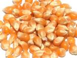Premium Quality Yellow Corn - photo 1
