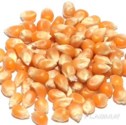 Premium Quality Yellow Corn