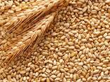 Пшеница продовольственная и фуражная, кукуруза из России, Польши, Украины и Казахстана - photo 1