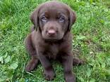 Puhtatõulised labradori retriiveri kutsikad - photo 1