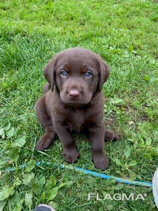 Puhtatõulised labradori retriiveri kutsikad