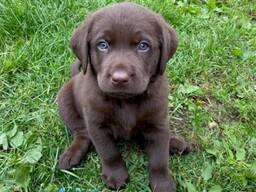 Puhtatõulised labradori retriiveri kutsikad