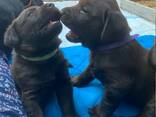 Puhtatõulised labradori retriiveri kutsikad - photo 4