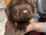 Puhtatõulised labradori retriiveri kutsikad - photo 7