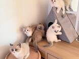 Ragdoll kittens – lief en speels! 10 weken oud - photo 3