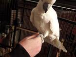 Rare Hand Reared Silly Tame Baby Ducorps Cockatoo. whatsapp us: - фото 1