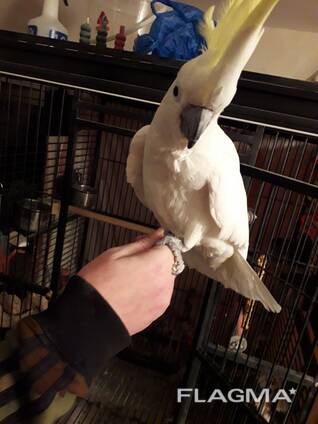 Rare Hand Reared Silly Tame Baby Ducorps Cockatoo. whatsapp us: