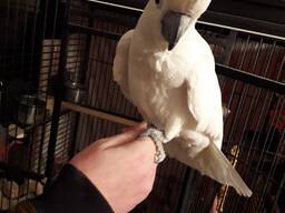 Rare Hand Reared Silly Tame Baby Ducorps Cockatoo. whatsapp us: